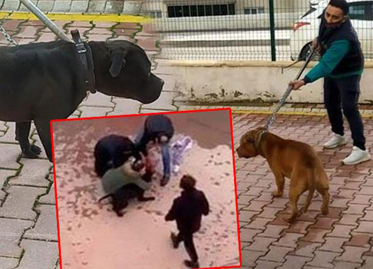 Gaziantep'teki pitbull saldırısıyla ilgili 2 kişi daha tutuklandı