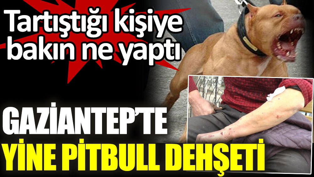 Gaziantep'te yine pitbull dehşeti