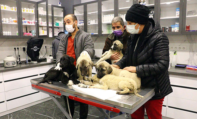 Ankara'da can çekişirken bulunan 9 köpekten 4'ü öldü 