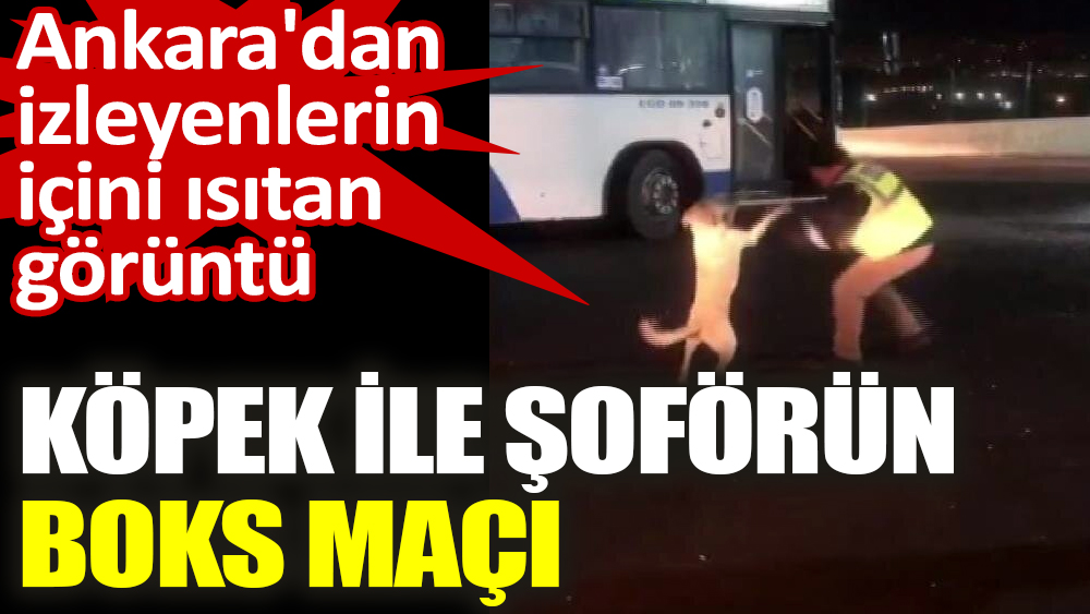 Ankara'dan izleyenlerin içini ısıtan görüntü Köpek ile şoförün boks maçı