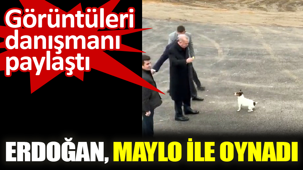 Cumhurbaşkanı Erdoğan, hayvan barınağında Maylo ile oynadı