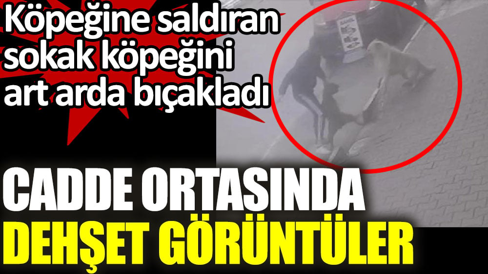 Cadde ortasında dehşet görüntüler. Köpeğine saldıran sokak köpeğini art arda bıçakladı