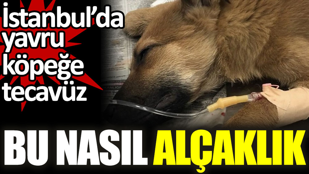 Bu nasıl alçaklık... İstanbul'da yavru köpeğe tecavüz