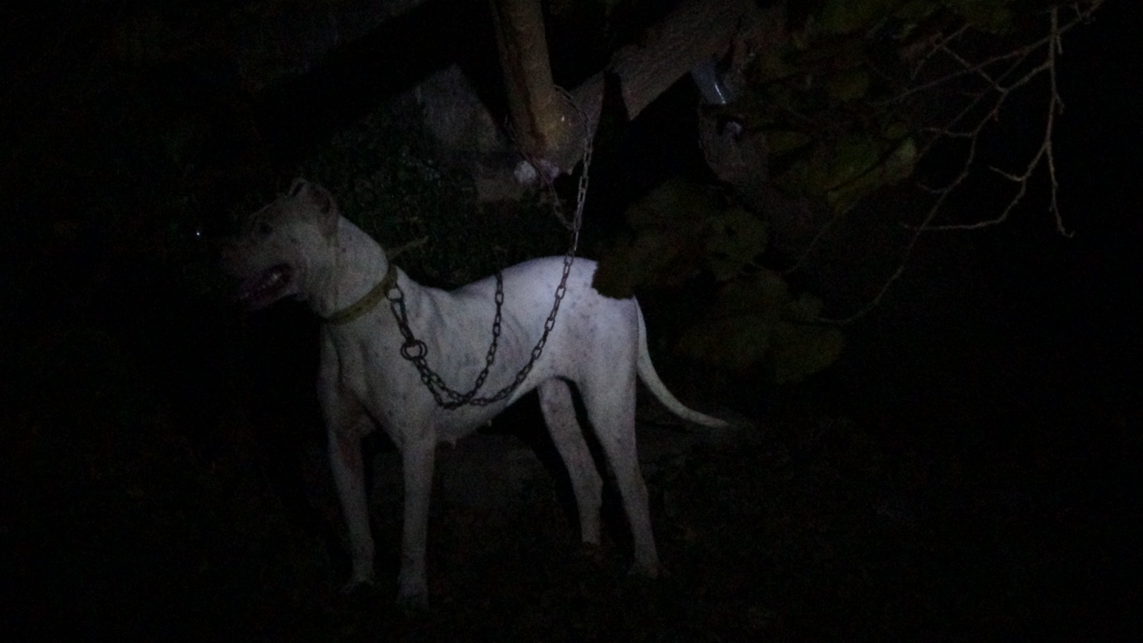 Dogo Argentino cinsi köpeği ağaca bağlayıp kaçtılar