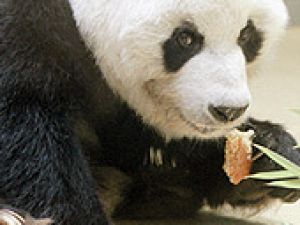 En yaşlı erkek panda öldü