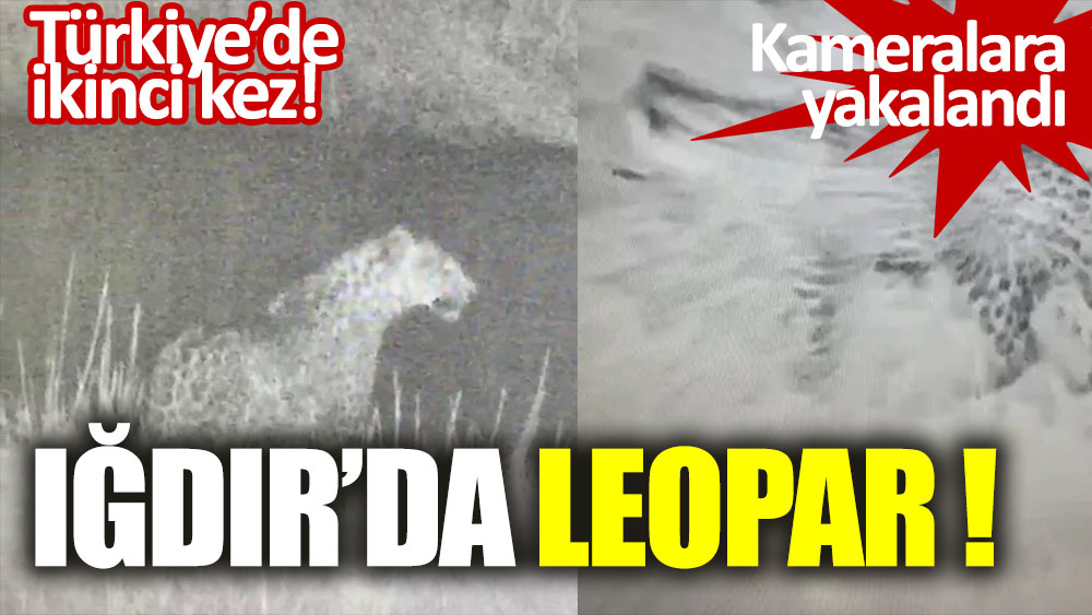 Türkiye'de ikinci kez bir leopar kameralara yakalandı.