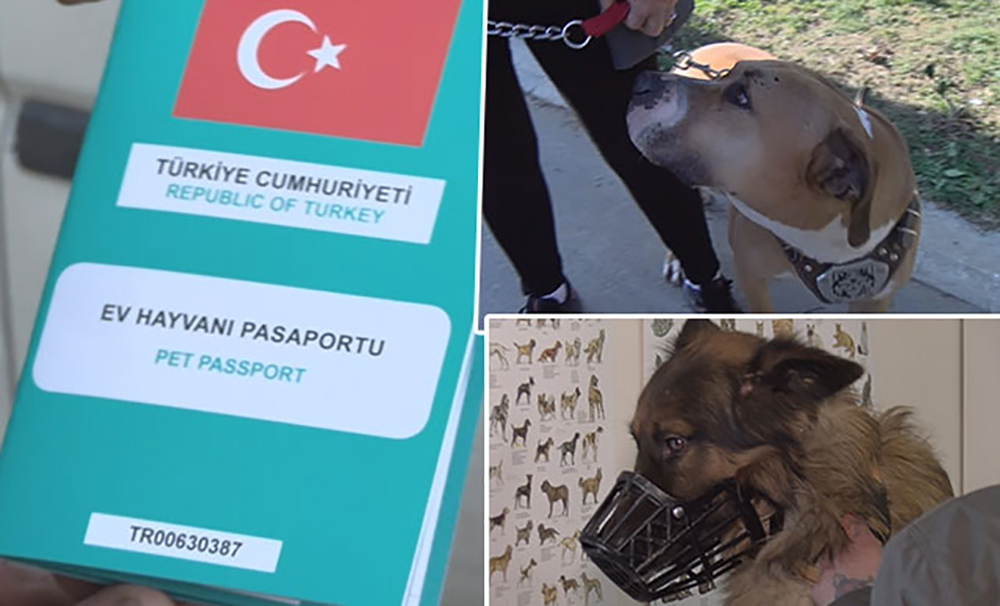 İstanbul'da 9 bin hayvan kayıt altına alındı