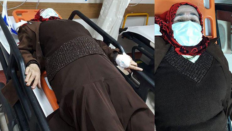 Aydın'da sokak köpekleri yaşlı kadını hastanelik etti