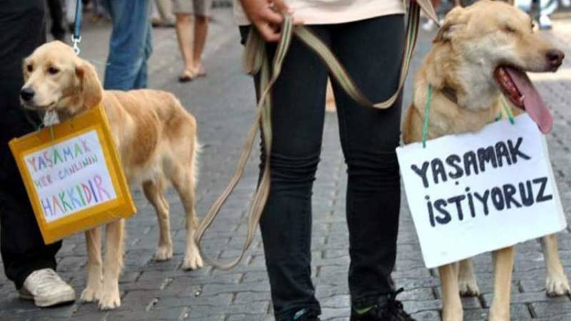 Sivas'ta bir köpek canice öldürüldü