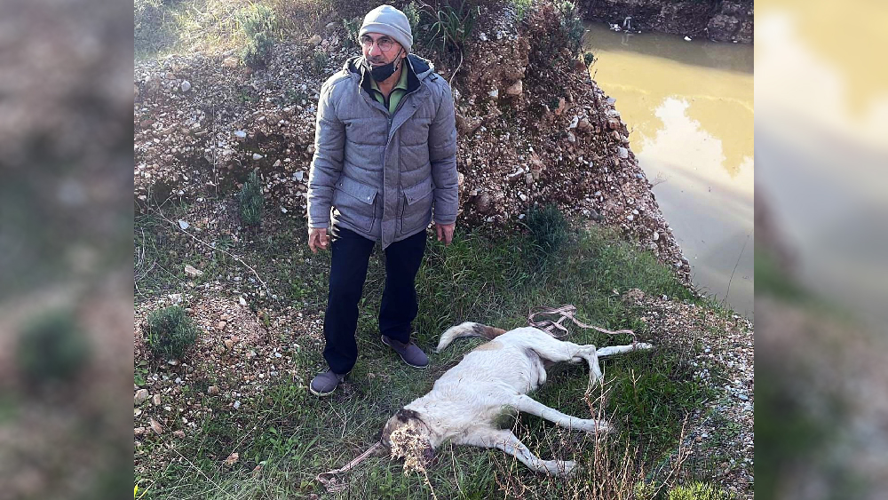 Muğla'da bir çoban köpeği işkence ile öldürüldü
