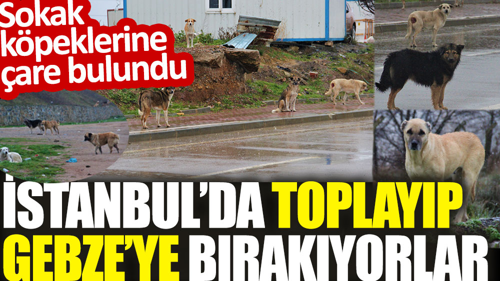 İstanbul’da toplayıp Gebze’ye bırakıyorlar. Sokak köpeği sorununa çare bulundu