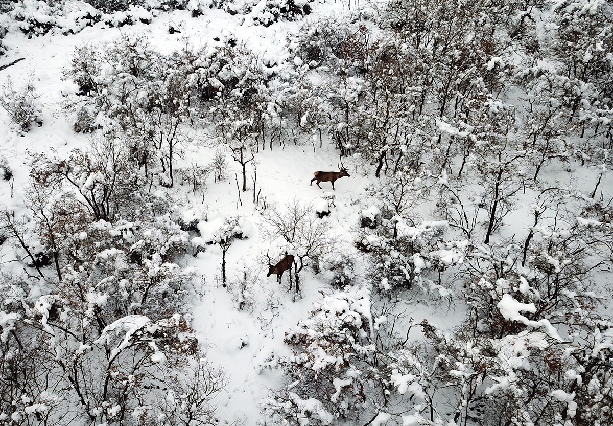 Özel yemlerle beslenen kızıl geyikler, dronla görüntülendi