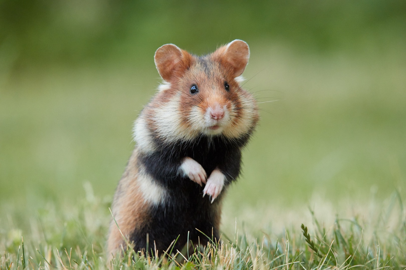 Hamsterlar insanlara Kovid-19 bulaştırabilir