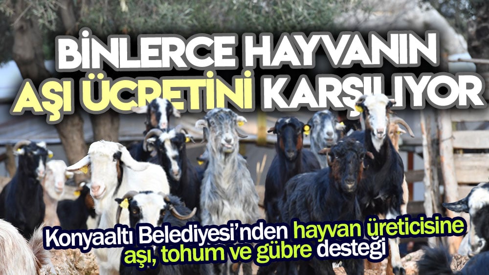 Konyaaltı Belediyesi’nden hayvan üreticisine aşı, tohum ve gübre desteği