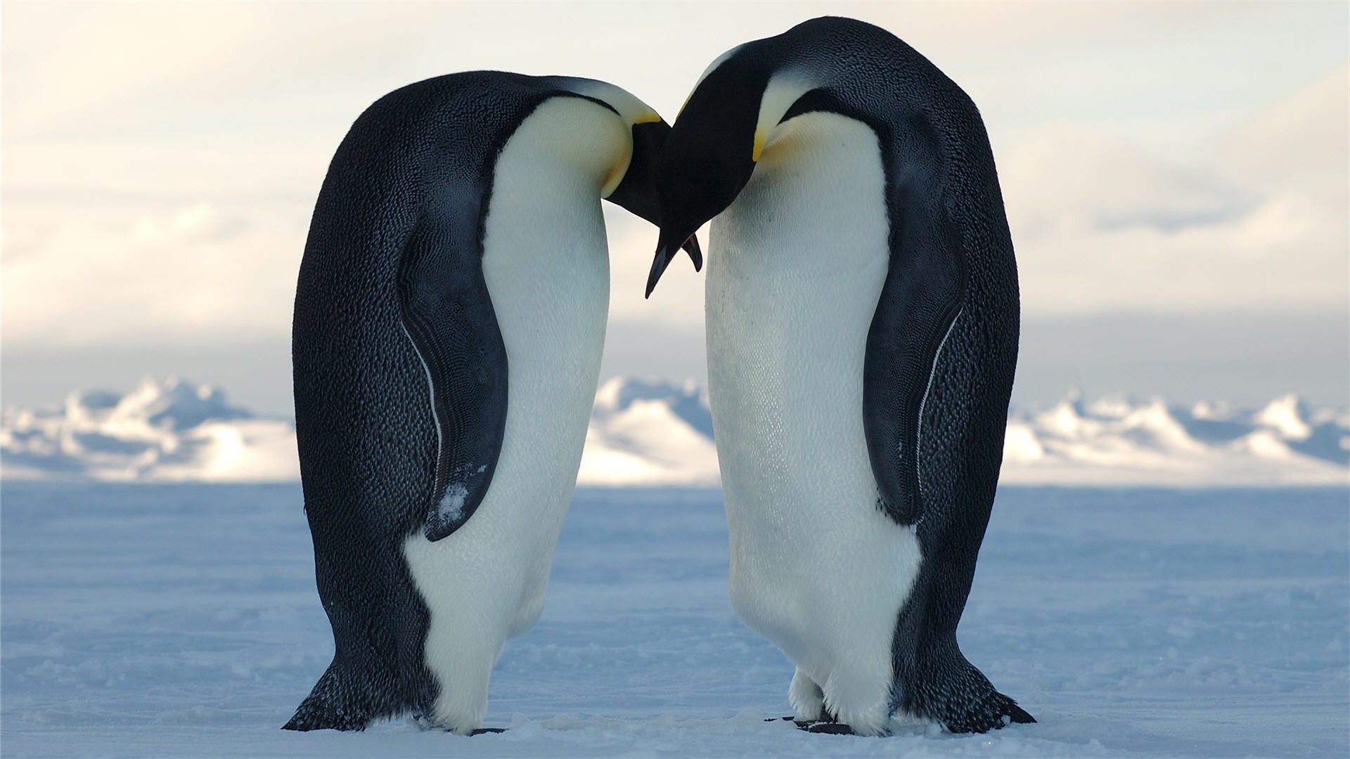 Hayvanlar dünyasında bir ilk! Eşcinsel penguen çift yavru sahibi oldu