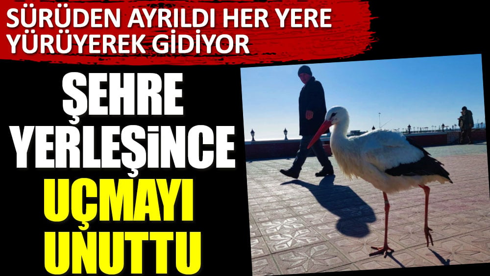 Tekirdağ'a yerleşen leylek uçmayı unuttu! Her yere yürüyerek gidiyor, görenler şaşırıyor