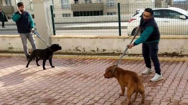 Küçük Asiye'ye saldıran köpekler iddianamede "silah" sayıldı