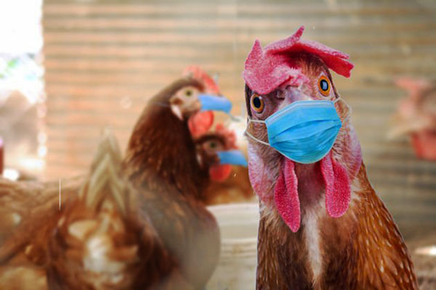 Kuş gribinden 168 bin tavuk itlaf edildi