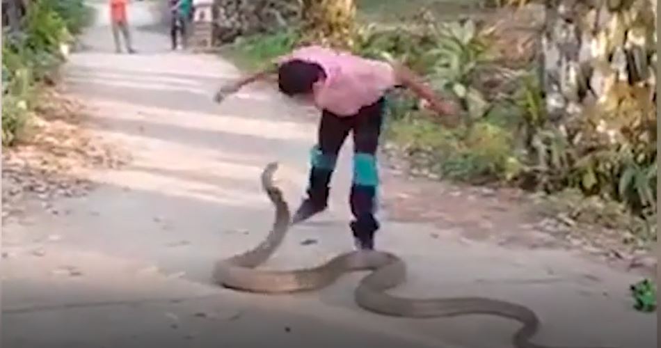 4.5 metrelik kobra insana karşı  