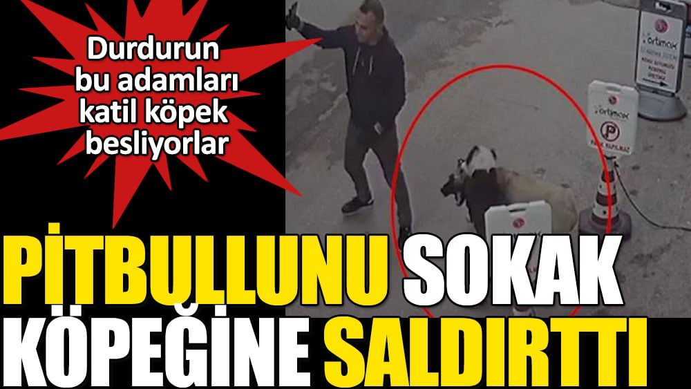 Pitbullunu sokak köpeğine saldırttı