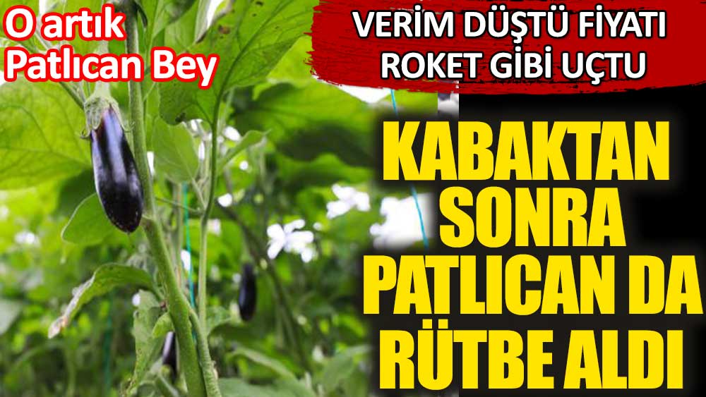 Kabaktan sonra patlıcan da rütbe aldı