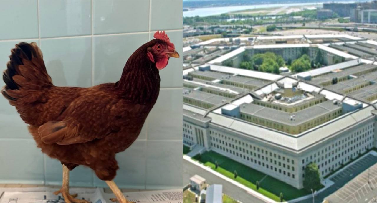 Pentagona sızmaya çalışan tavuk yakalandı 