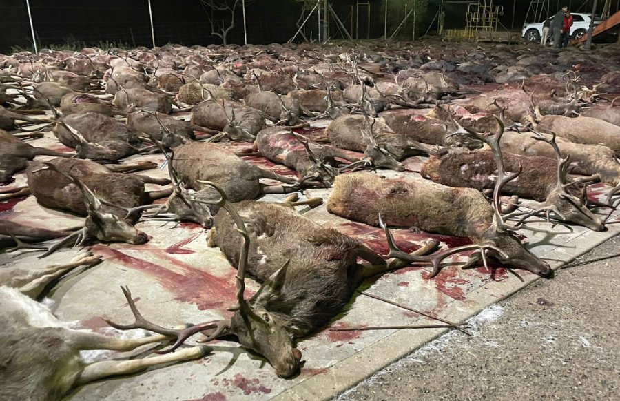 70 avcı hapsedilen 450 geyik ile domuzu avlandı
