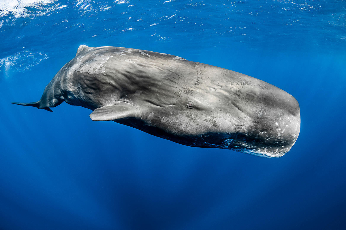 Türkiye kıyılarındaki balinalar tehlikede