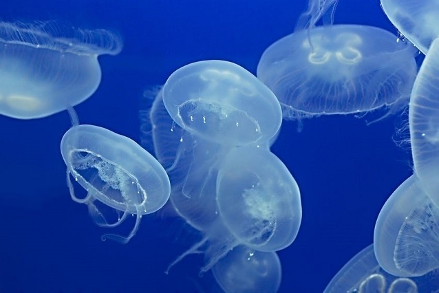 Denizanası nedir? Türleri nelerdir? Zehirli midir? Kaç yıl yaşar?
