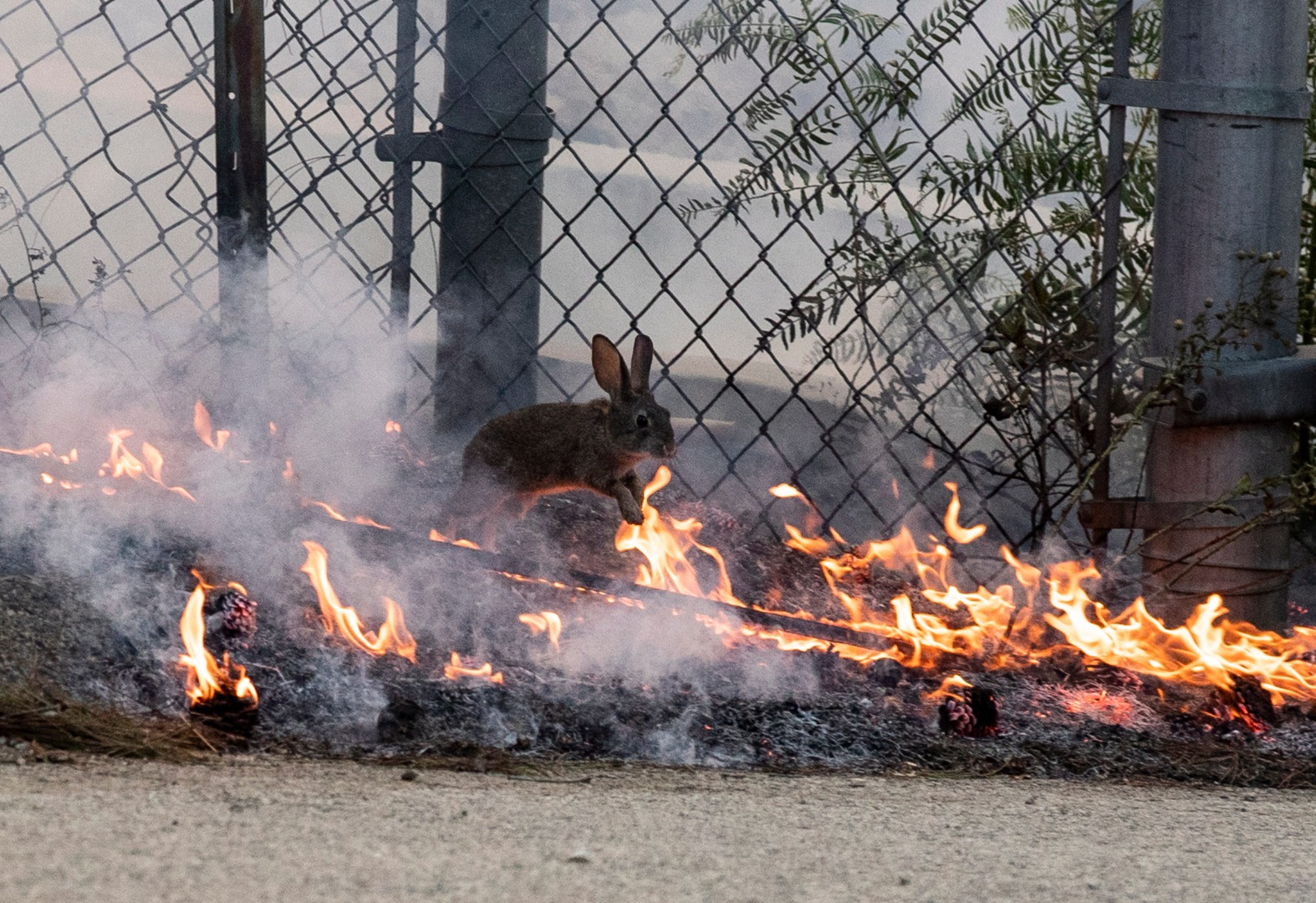 Bahçelievler'de bir depoda yangın çıktı: Tavşanlar mahsur kaldı