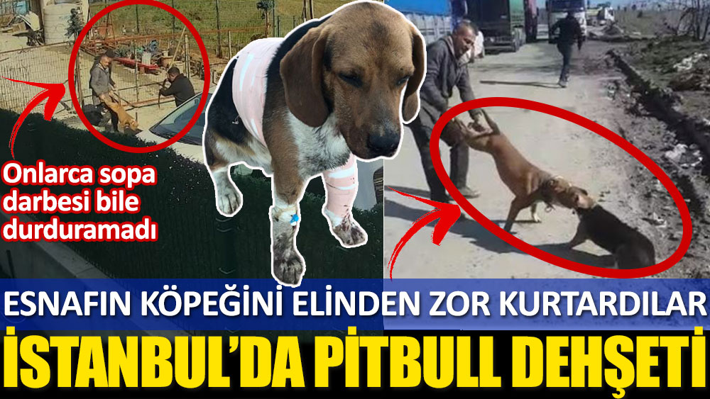 İstanbul’da pitbull dehşeti! Esnafın köpeğini elinden zor kurtardılar. Onlarca sopa darbesi bile durduramadı