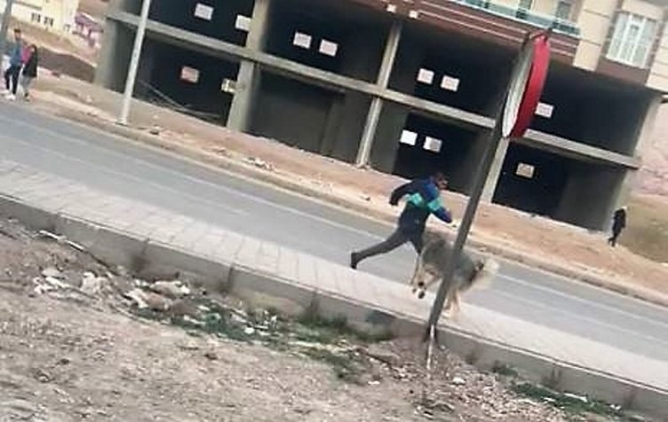Mardin’de sokak köpeklerinin saldırında 7 kişi yaralandı
