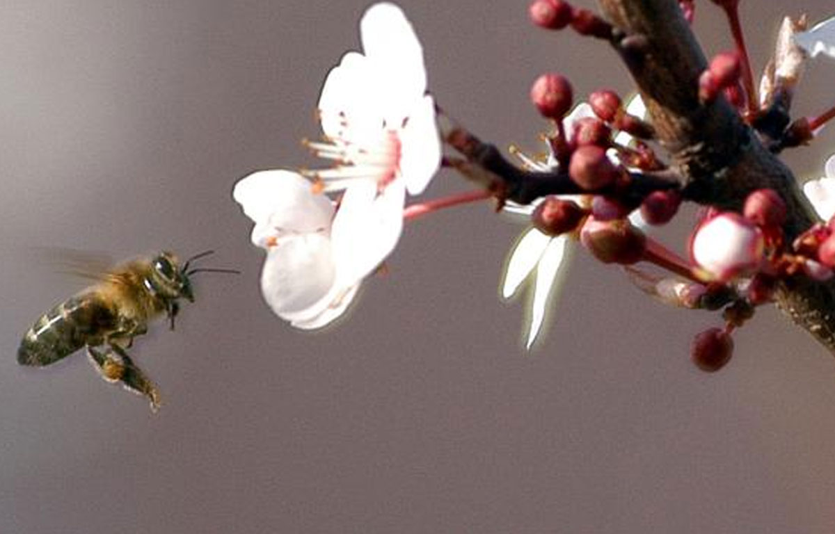 Kafkas arısının gen haritası çıkarılıyor