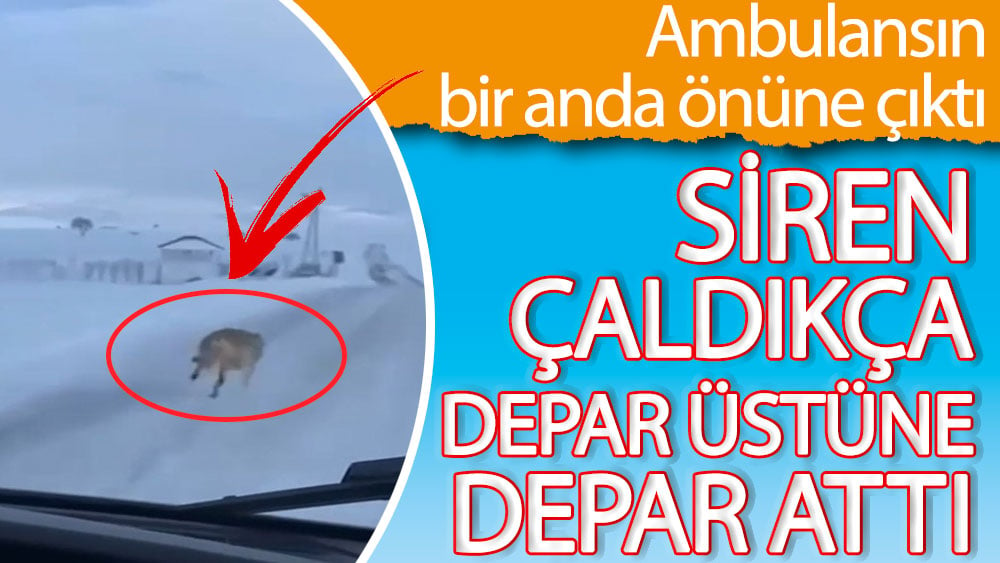 Siren çaldıkça depar attı. Isparta'da ambulansın önüne çıkan kurt siren çaldıkça daha çok koştu