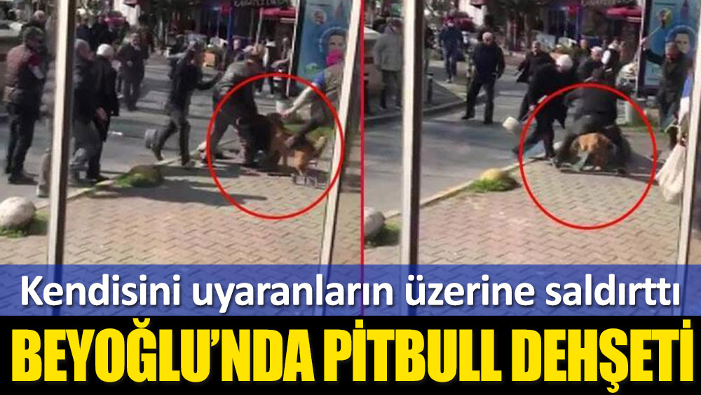 İstanbul'un göbeğinde pitbull dehşeti! 3 kişi yaralandı