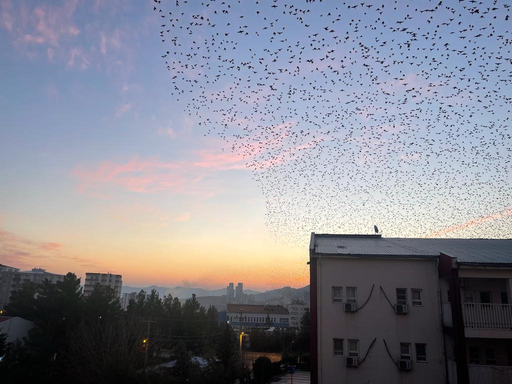 Gökyüzünde masalsı görüntüler; Sığırcıkların dansı kamerada