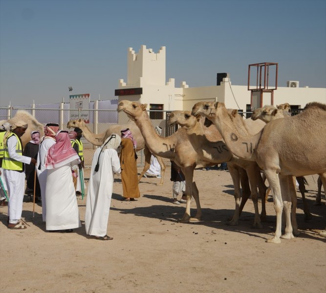 Arap develeri Katar'ın en güzeli olmak için yarışacak