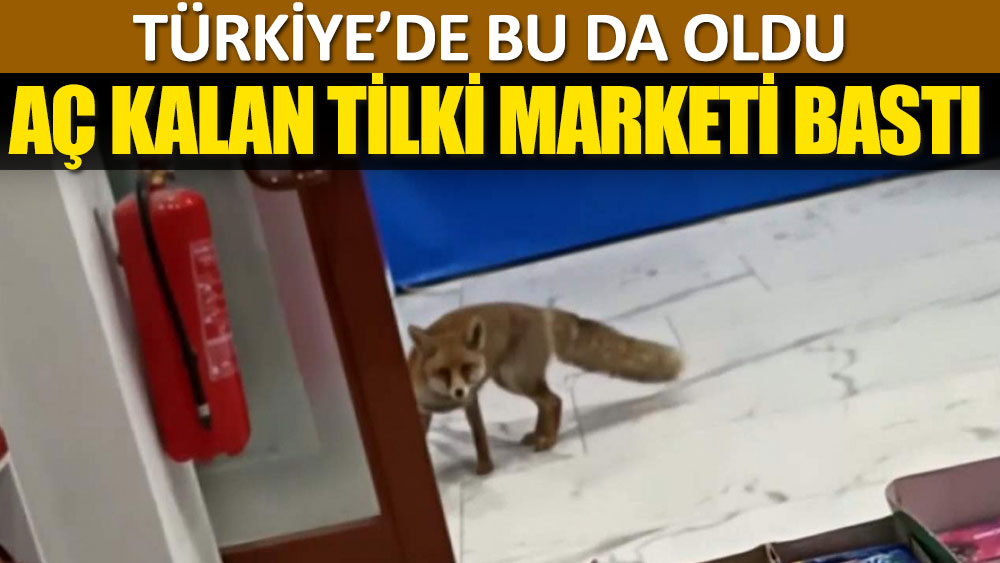 Aç kalan tilki marketi bastı! Türkiye'de bu da oldu!