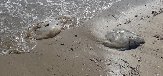 Alanya'da 5 kiloluk deniz anaları sahile vurdu