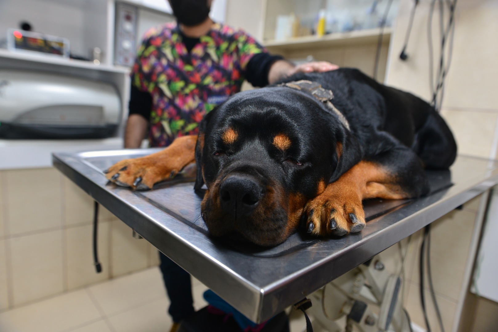 Veteriner uyardı: Evcil hayvanlarda cisim yutmak ölümlerine neden olabilir