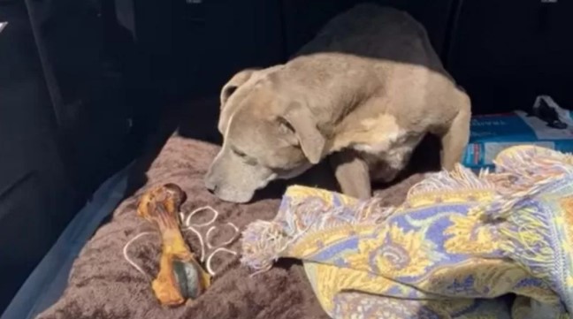 Kayıp ilanı verilen bir köpek 12 yıl sonra bulundu