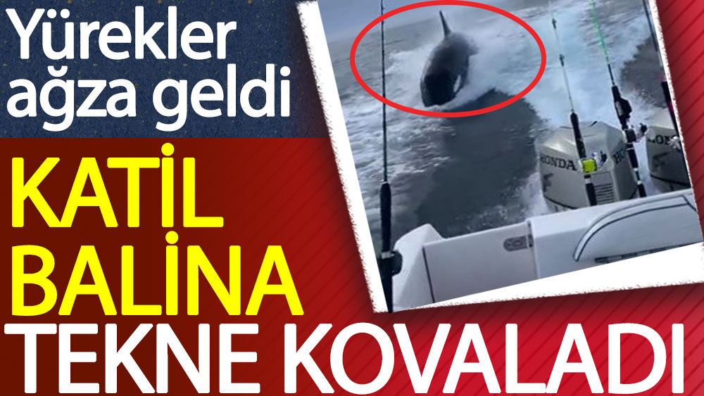 Katil balina tekne kovaladı