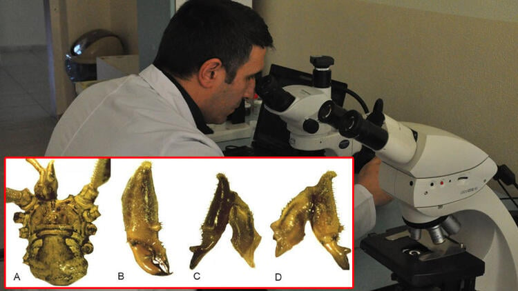 Türkiye'de yeni örümcek türü keşfedildi! İşte 'otbiçen' türü...