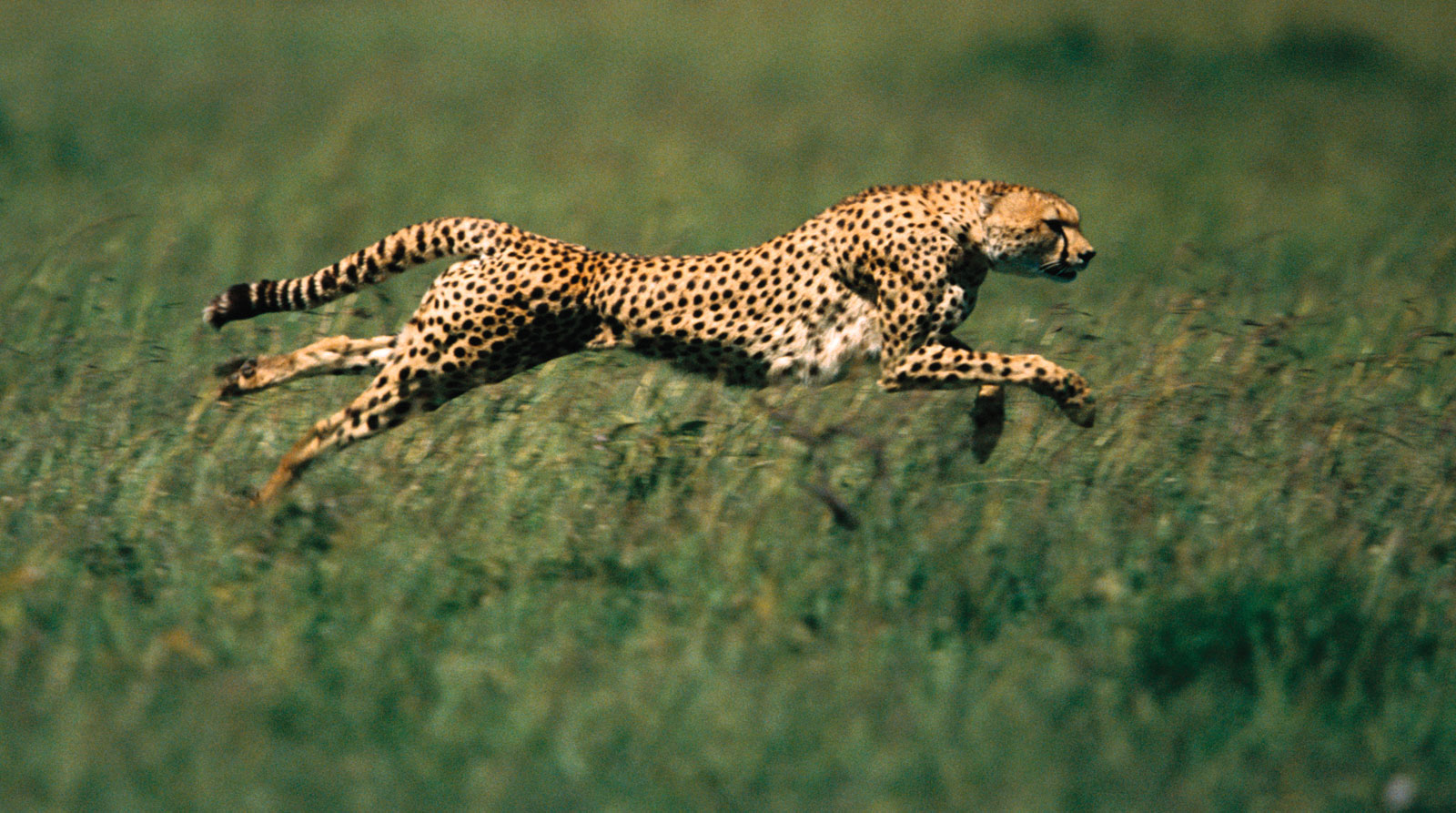 Dünyanın en hızlı hayvanları belirlendi. Bazılarına inanamayacaksınız!