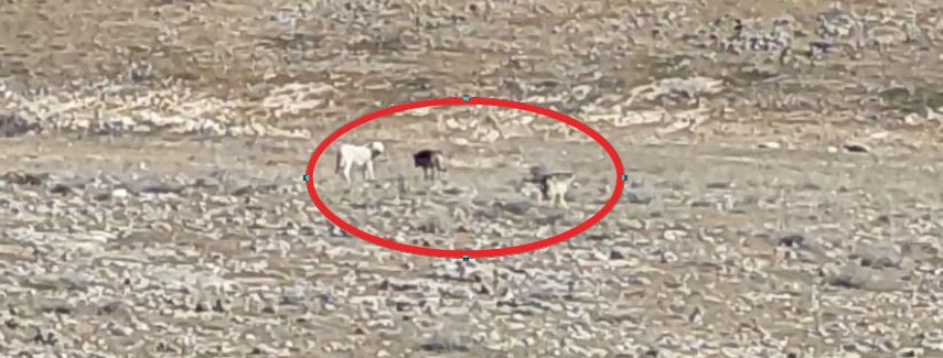 Çoban köpekleri ilk defa böyle görüntülendi. Çobanlar dondu kaldı