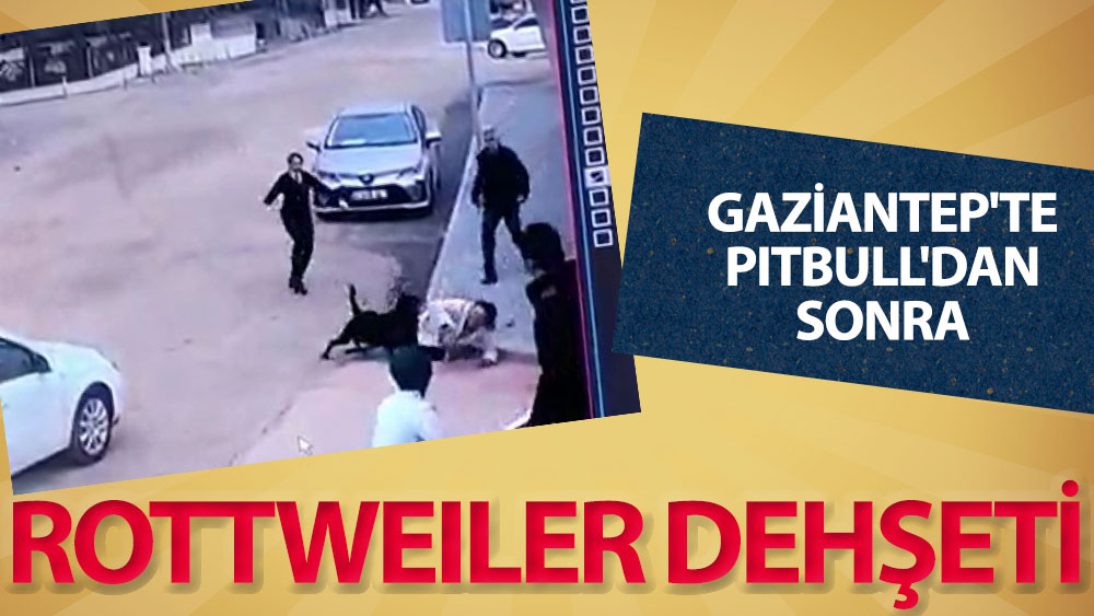 Gaziantep'te pitbulldan sonra rottweiler dehşeti