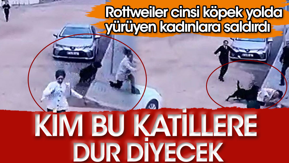 Kim bu katillere dur diyecek. Rottweiler cinsi köpek yolda yürüyen kadınlara saldırdı