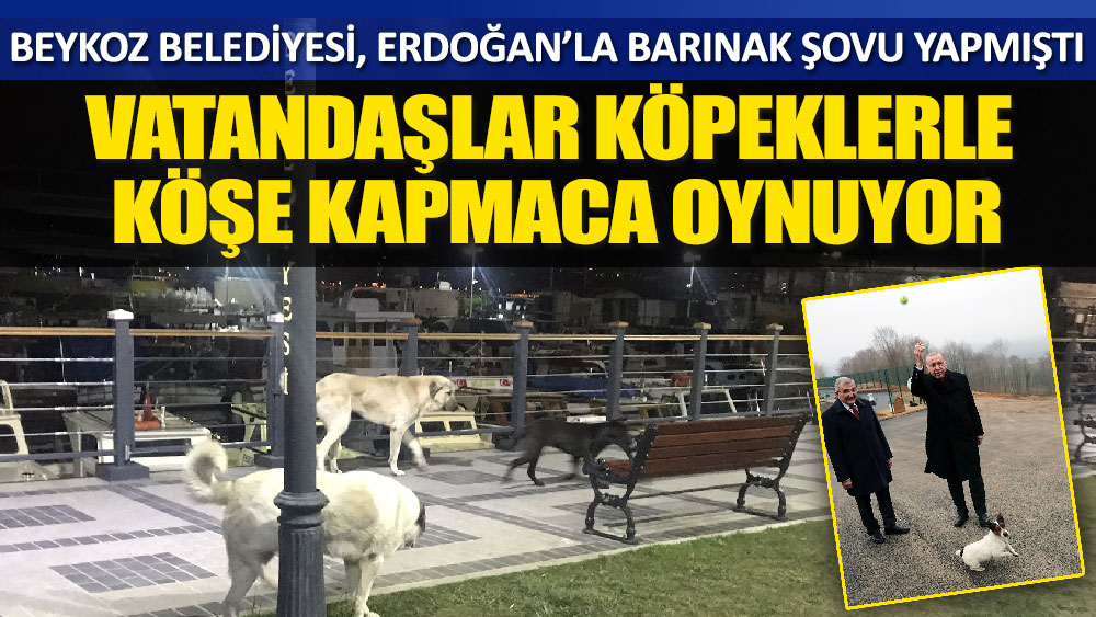 Beykoz Belediyesi, Erdoğan’la barınak şovu yapmıştı, Vatandaşlar köpeklerle köşe kapmaca oynuyor