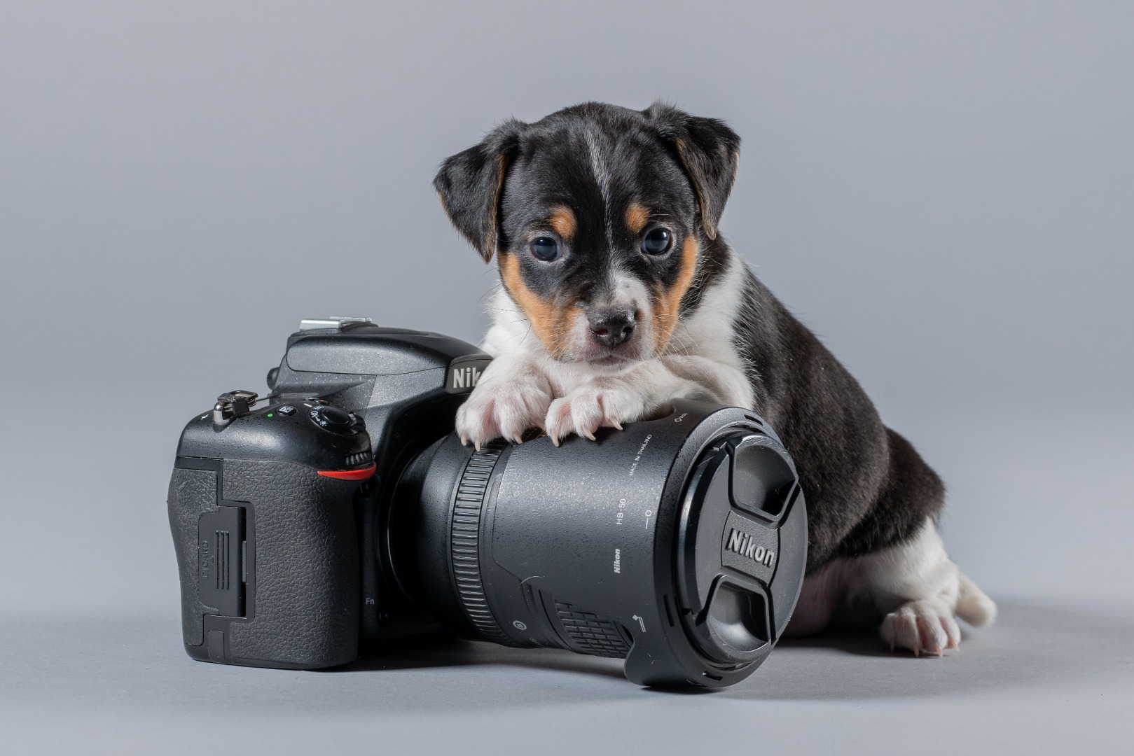 Sevimli dostlarımız köpekler, kameraları neden sevmez?