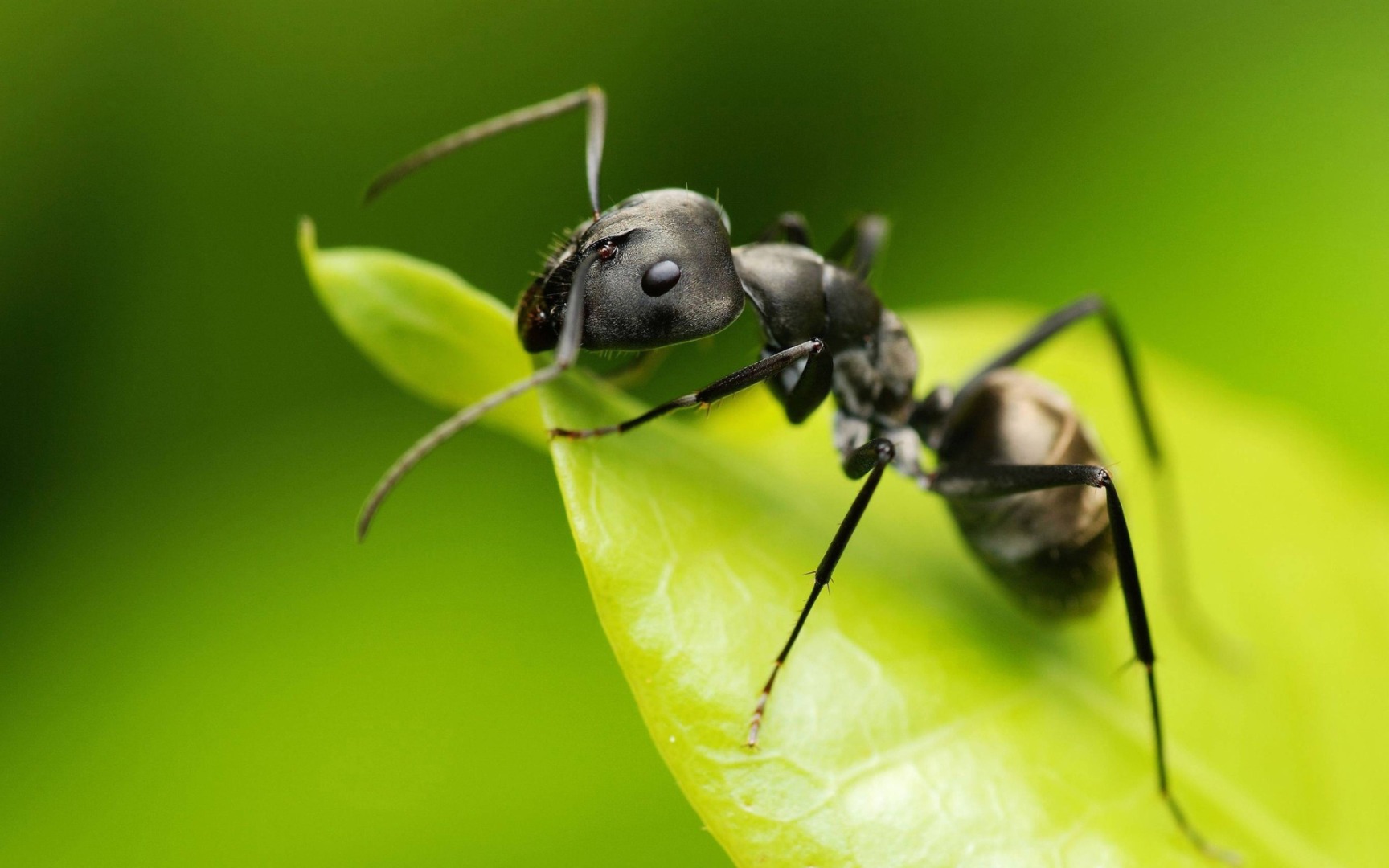 Bir karınca türü sadece koklayarak kanseri teşhis ediyor